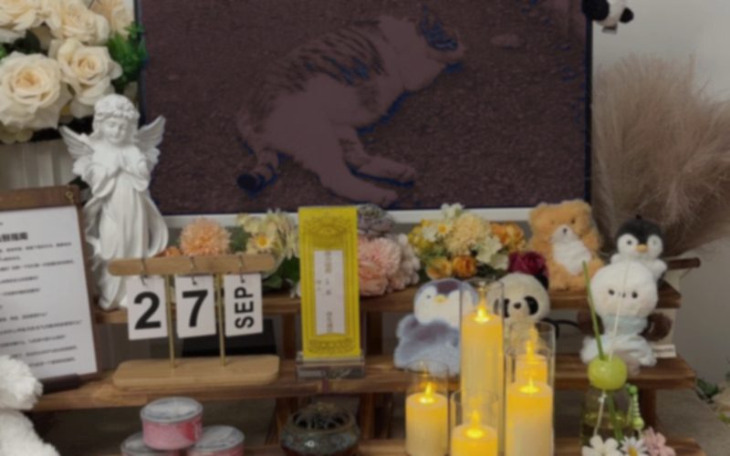 养猫还是养狗？绵阳家庭的选择成本对比